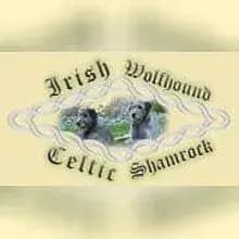 Celtic Shamrock cover