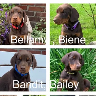 Galerie-Bild von Dobermann Kennel of Fascinating Dogs in Niedersachsen, mit Eindrücken unserer Dobermann-Zucht.