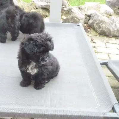 Bild aus de Lupatus in Bayern, wo unsere Bolonka Zwetna (Nationale Rasse)-Hunde in einer liebevollen Umgebung aufwachsen.