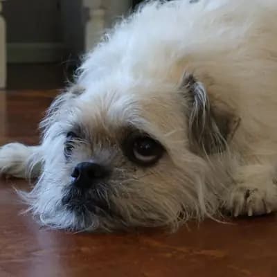 Puppy training book review: Martin Rütter bestseller