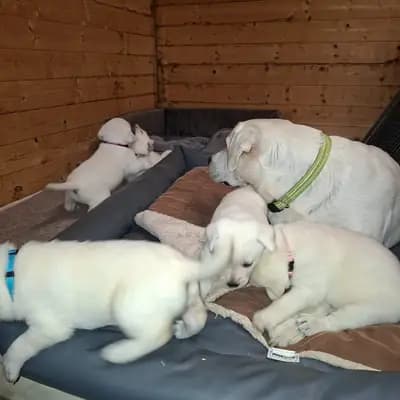 Mädchen rotes Halsband – Labrador Retriever Welpe, Niedersachsen