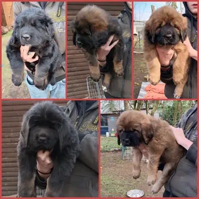 Galerie-Bild von Hundezucht von dem grünen Felde in Niedersachsen, mit Eindrücken unserer Do Khyi-Zucht.