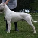 Dogo Argentino