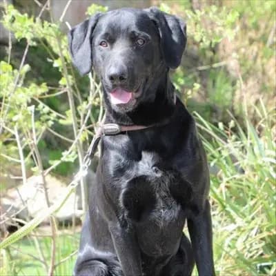 Foto von Simba, einem geretteten Deutscher Jagdterrier in Bayern.
