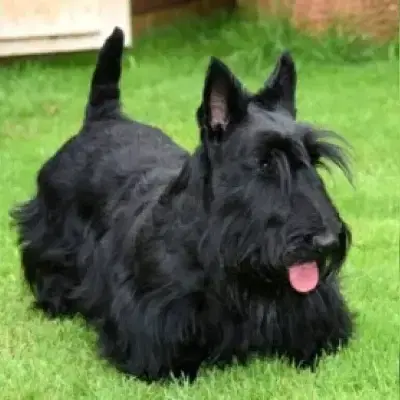 zu den Tatzen von Morgentau cover