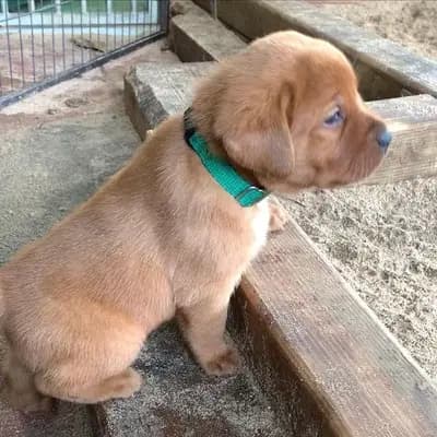 Mira - Labrador Retriever Welpe in Nordrhein-Westfalen