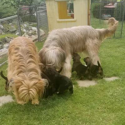 Bild aus Wäller aus der Obergrafschaft  in Niedersachsen, wo unsere Wäller-Hunde in einer liebevollen Umgebung aufwachsen.