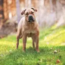 Perro Dogo Mallorquin (Mallorca-Dogge)