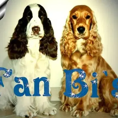 Fan Bi's cover