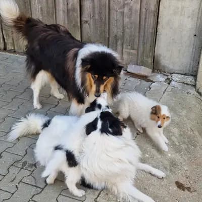 Bild aus Magic of Dreams in Bayern, wo unsere Collie (Langhaar)-Hunde in einer liebevollen Umgebung aufwachsen.
