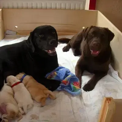 from Birge’s Home cover