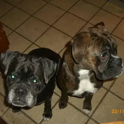 vom Großen Freien cover