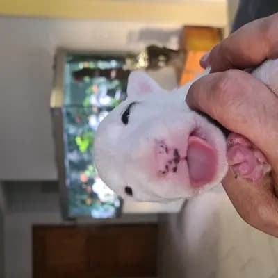 Aria – Miniature Bullterrier Welpe, Baden-Württemberg, Grootgebracht door Von den Walliser's 