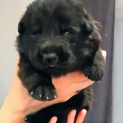 Galerie-Bild von Von Vegas Imperium in Nordrhein-Westfalen, mit Eindrücken unserer Osteuropäischer Schäferhund-Zucht.