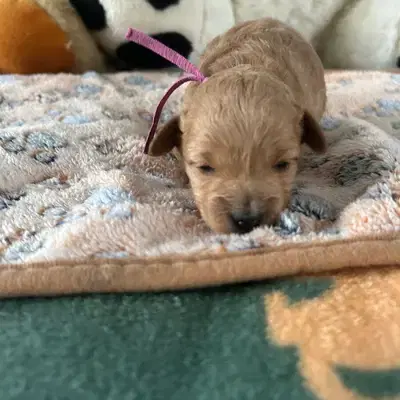 Unsere Maltipoo sind vergeben seit 28 Jahren Zuchterfahrung - Maltipoo Welpe in Thüringen