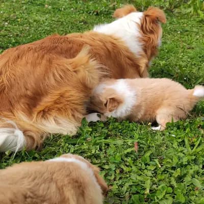Bild aus Border Collie „von der großen Eiche” in Bayern, wo unsere Border Collie-Hunde in einer liebevollen Umgebung aufwachsen.