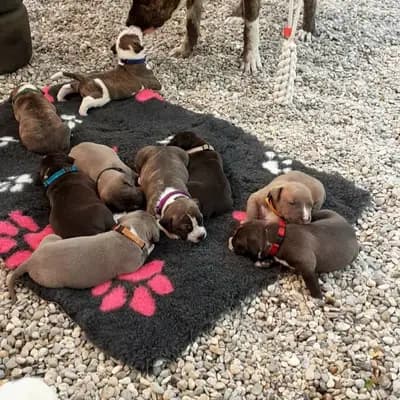 Galerie-Bild von Burnhardt's American XXL Bully in Saarland, mit Eindrücken unserer American Bully-Zucht.