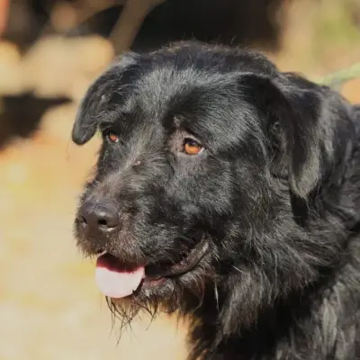 Nemo – Schnauzer-Mischling, Nordrhein-Westfalen, På internat Fellfreunde e.V.