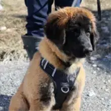 Leeb vom Schwobameer cover