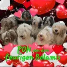 von den feurigen Belamis cover