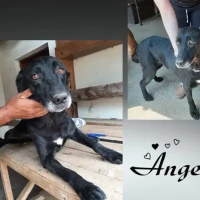 Angela