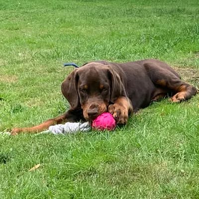 Galerie-Bild von Dobermann Kennel of Fascinating Dogs in Niedersachsen, mit Eindrücken unserer Dobermann-Zucht.