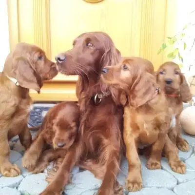 vom Huttnerberg cover