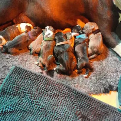 Galerie-Bild von Burnhardt's American XXl Bully in Saarland, mit Eindrücken unserer American Bully-Zucht.