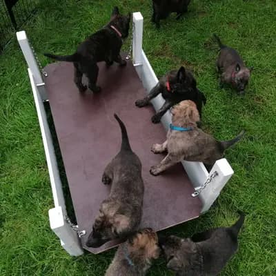 Bild aus Holländische Schäferhunde od Zlaté Sovy in Nordrhein-Westfalen, wo unsere Hollandse Herdershond (Holländischer Schäferhund)-Hunde in einer liebevollen Umgebung aufwachsen.