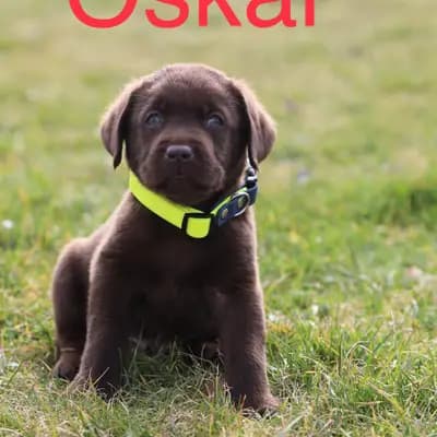 Oskar - Labrador Retriever Welpe in Baden-Württemberg