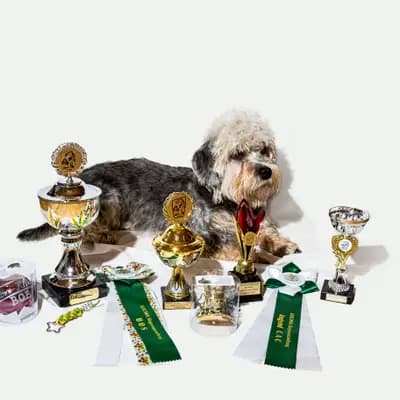 Foto von Lewin, einem Dandie Dinmont Terrier-Elternhund in Sachsen.