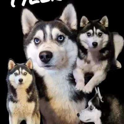 Galerie-Bild von Mystic Falls Pomsky Minihuskys  in Bayern, mit Eindrücken unserer Pomsky-Zucht.