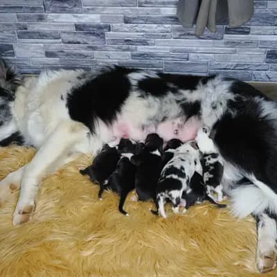 Bild aus Robert Muttenhammer  in Bayern, wo unsere Australian Shepherd-Hunde in einer liebevollen Umgebung aufwachsen.