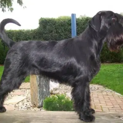 v.d. Black Beauty cover