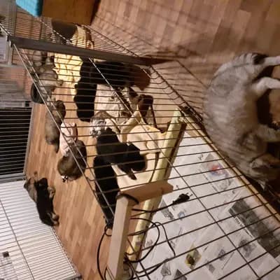 Bild aus Niemandsländer von der Hünenburg-Lohn in Nordrhein-Westfalen, wo unsere Niemandsländer-Hunde in einer liebevollen Umgebung aufwachsen.