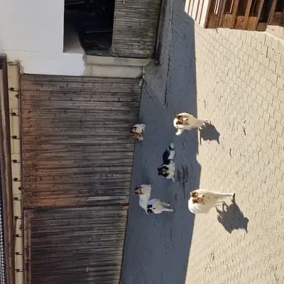 Bild aus Magic of Dreams in Bayern, wo unsere Collie (Langhaar)-Hunde in einer liebevollen Umgebung aufwachsen.