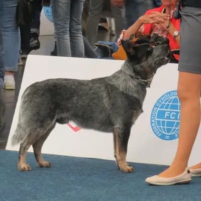 Foto von Boomer, einem Australian Cattle Dog-Elternhund in Schleswig-Holstein.