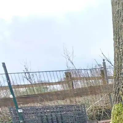 Foto von Aro, einem Kleiner Münsterländer-Welpe in Niedersachsen.