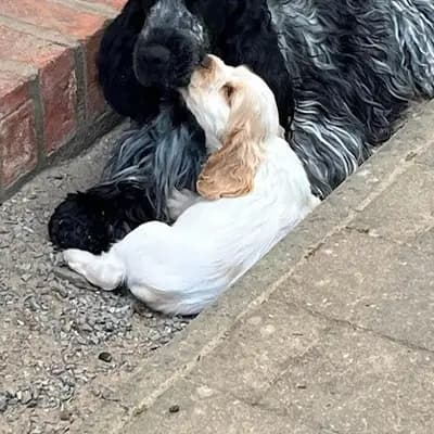 Bild aus Hundezucht vd Schönefelder Höhe in Brandenburg, wo unsere English Cocker Spaniel-Hunde in einer liebevollen Umgebung aufwachsen.