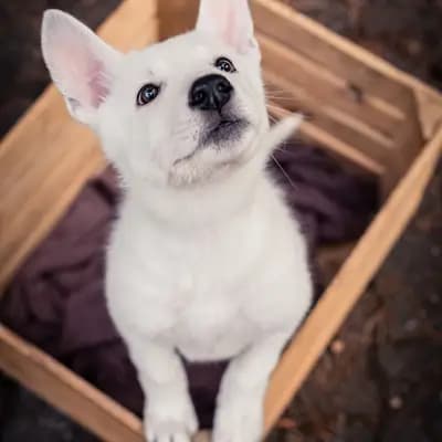 Bild aus Vom Rehgraben  in Brandenburg, wo unsere Weißer Schweizer Schäferhund-Hunde in einer liebevollen Umgebung aufwachsen.