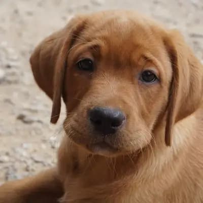 Wisnerofanc -Labrador's