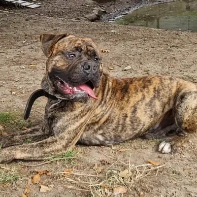 Foto von Bobby, einem geretteten Bullmastiff in Hamburg.