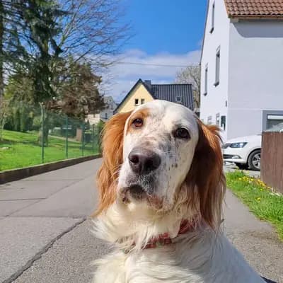 Galerie-Bild von Gordon Setter und englische Setter aus Sachsen  in Sachsen, mit Eindrücken unserer Gordon Setter-Zucht.