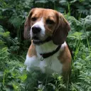 American Foxhound