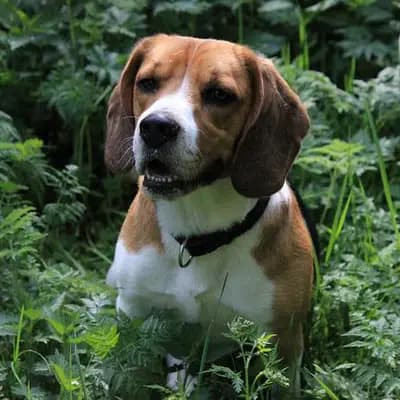 American Foxhound breed