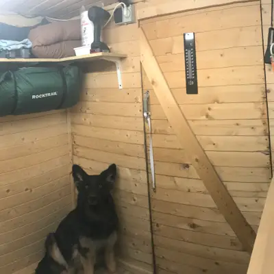 Bild aus Zuchtstätte Dt. Schäferhunde "of Wolfcubs" in Saarland, wo unsere Deutscher Schäferhund-Hunde in einer liebevollen Umgebung aufwachsen.