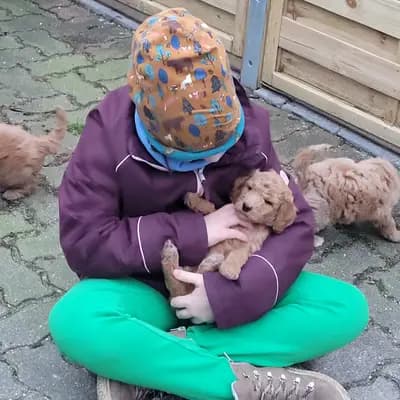 Bild aus von Quellental  in Schleswig-Holstein, wo unsere Großpudel (Königspudel)-Hunde in einer liebevollen Umgebung aufwachsen.