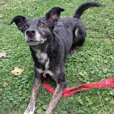 MOLLY – Border Collie, Bayern, Im Tierheim Tierheim München gGmbH Gnadenhof Kirchasch