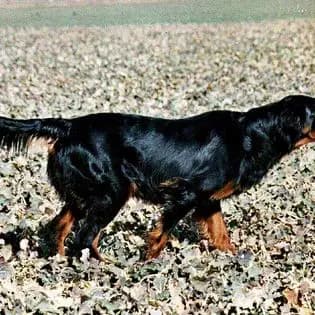 Galerie-Bild von Black Devil´s in Bayern, mit Eindrücken unserer Gordon Setter-Zucht.