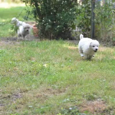 Bild aus Kuvasz "von den großen Strolchen" in Nordrhein-Westfalen, wo unsere Kuvasz-Hunde in einer liebevollen Umgebung aufwachsen.